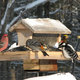 Illustration for article titled PSA for people feeding birds in winter;